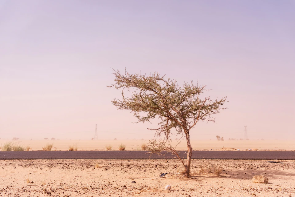 A lone sparse tree stands in a dusty desert landscape.